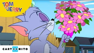 Tom and Jerry | Kattekwaad | Cartoonito