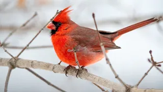 Голос птицы: кардинал