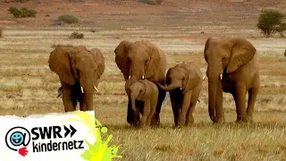 Elefanten: Die durstige Karawane | OLI's Wilde Welt | SWR Kindernetz
