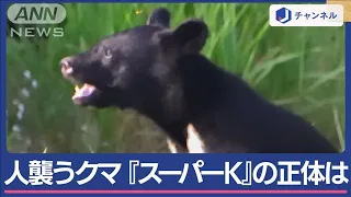 「スーパーK」は駆除　人襲う凶暴クマほかにも　専門家「繁殖期で防衛行動」【スーパーJチャンネル】(2024年5月21日)