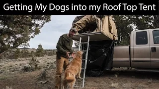 Roof Top Tent Car Camping | How to get dogs in the tent