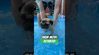 Do you miss summer? #pug #dog #summervibes #swimming