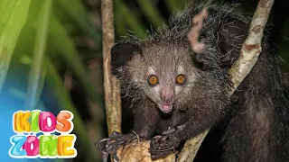 Nocturnal animals for kids | night animals | creatures of the night | educational video