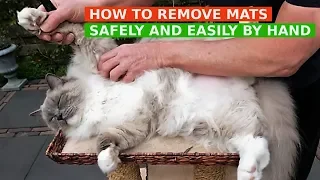 How to Remove Mats from Cat's Fur Safely and Easily by Hand (Bowie The Ragdoll Cat)