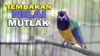 CUCAK CUNGKOK TEMBAKAN ISTIMEWA .. Nilai Mutlak A di arena lomba