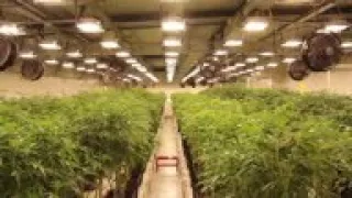 Uruguay bets on exports of medical marijuana