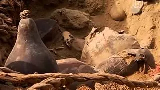 Тысячелетние мумии найдены в Лиме (новости)
