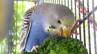 Овощи для попугаев