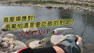 [願者上鉤-路亞篇] 來到高壓場 如何欺騙常常被釣的魚 注意各種小細節 就能提升中魚機率 何式棘鮁 捲仔 VIB 顫泳 LURE路亞釣魚