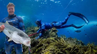 Spearfishing Big Yellowtail Kingfish New Zealand