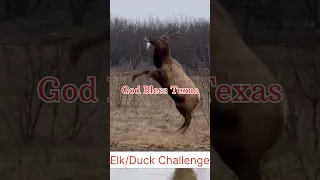 Bull Elk Fights a Duck #nature #funny #duckhunting