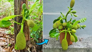 Planting Jackfruit With Banana Tree | How To Grow Jackfruit Faster and Easy