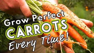 Grow Perfect Carrots Every Time! 🥕