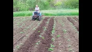 Japanese minitractor for row-to-row processing of potatoes.