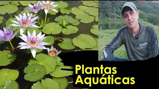 Plantas Aquáticas!!  Em lagos de Peixes.