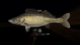 Russian Fishing 4 | Trophy Zander | Ahktuba River