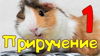 🐹Приручение морской cвинки: Первые шаги 🐹 Пипа зевает )))