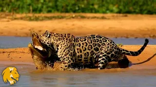 Most Incredible Moments When Big Cats Fought Against Crocodile