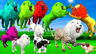 एक राज़ बना सफेद शेर पर कहर और रंगीन शेर निकले दोस्त के दुश्मन | Colourful Lions -Hindi Animals Story