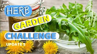 HERB GARDEN CHALLENGE | 5-25-24 | (HERBS) FOR | #planterhgc2024