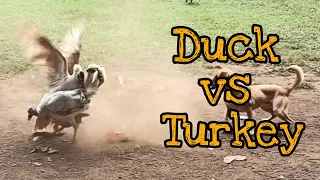 Duck vs Turkey | Magkakaalaman na