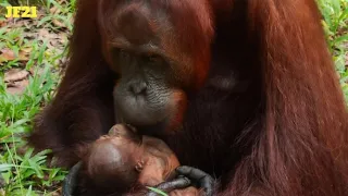 Mely, the 100th baby orangutan was born at the lamandau wildlife sanctuary