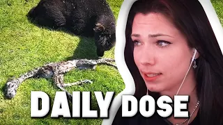 Reved REAGIERT auf Daily Dose of Internet! 😨 (2 Videos)