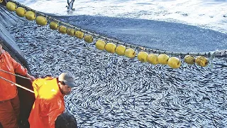 Amazing Big Catch Fishing on the Sea - Catch Hundreds Tons Fish With Modern Big Boat