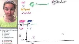 Action Potential 7- Steps