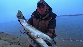 ОДИН больше ДРУГОГО!  Ловля КРУПНОГО СУДАКА на РЕЗИНКИ в снег и ветер! Рыбалка 2022