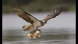 Eagle Birds Amazing Cleverly Attack Characteristic Other Animals In The World - Part - 2