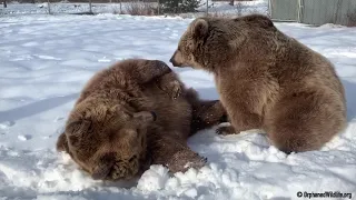 Great video of Amy and Jenny “play fighting”.