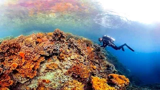 Ocean: A 360-degree tour of the mysterious, magical corals of Palau