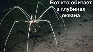 Жуткое существо из глубин океана!  Морской паук!
