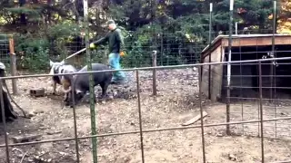 Loading Hogs from a small hobby farm in Minnesota