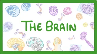 GCSE Biology - The Brain  #30