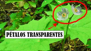 20 DATOS CURIOSOS sobre PLANTAS en solo 3 minutos