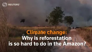 Climate change: Why reforestation is so hard to do in the Amazon