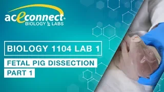 Biology Lab || Fetal Pig Dissection - Part 1