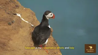 Explore the Life of the Atlantic Puffin