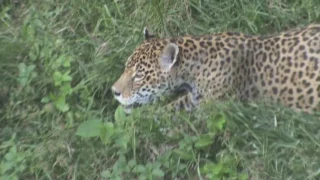 ONÇA ESTURRANDO. Já de tardesinha.