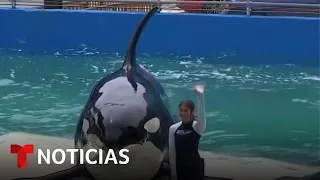 La muerte de la orca Lolita llegó primero que su libertad | Noticias Telemundo