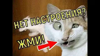 🔥Приколы С ЖИВОТНЫМИ 😂epic fails #9