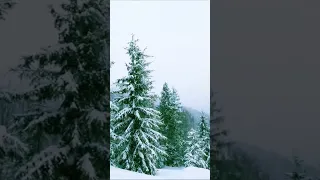 Snow Falling Down on Forest Trees - Relaxing Sounds for Calm, Peace, Meditation, Stress Relief