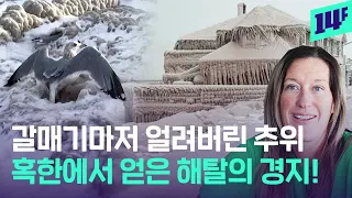 갈매기 날개마저 얼려버린 추위! 미국 최강 추위 '버팔로'에서 얻는 인생의 깨달음 / 14F