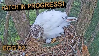 Angel the Leucistic Red Tailed Hawk~  Egg 2, Hatch In Progress!🍀 4.30.23