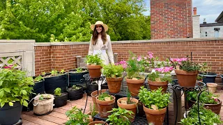 June Front Deck Garden Tour | Rooftop Container Garden