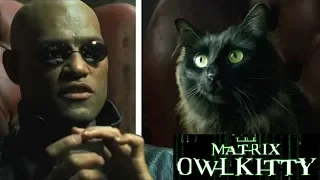 Morpheus meets my Cat (The Matrix)