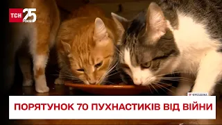 Харків'яни, тікаючи від війни, врятували понад 70 котів – ТСН