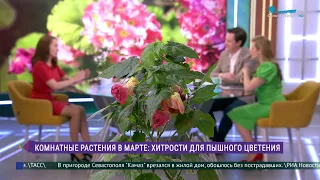 Хитрости для пышного цветения комнатных растений ранней весной